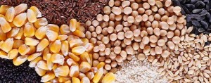 Grains and pulses - Unique Commodity