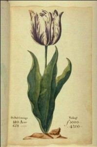 Tulpenmanie - the Dutch craze in the market for tulips